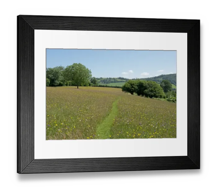 Framed Print : Path through wild flower meadow at Goren Farm near Stockland in Devon on a fine summer day Framed Print : Path through wild flower meadow at Goren Farm near Stockland in Devon on a fine summer day