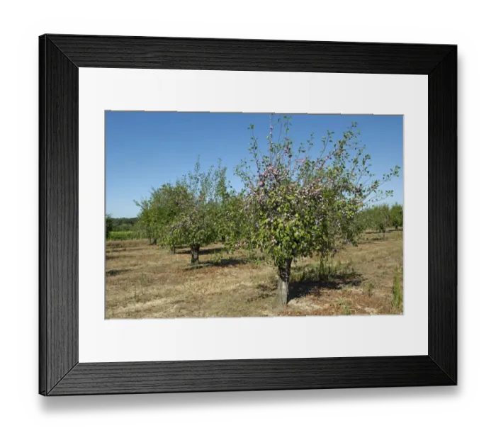 Framed Print : Heavily fruiting ripe plum trees near Sainte-Foy-la-Grande, Gironde, France, August Framed Print : Heavily fruiting ripe plum trees near Sainte-Foy-la-Grande, Gironde, France, August