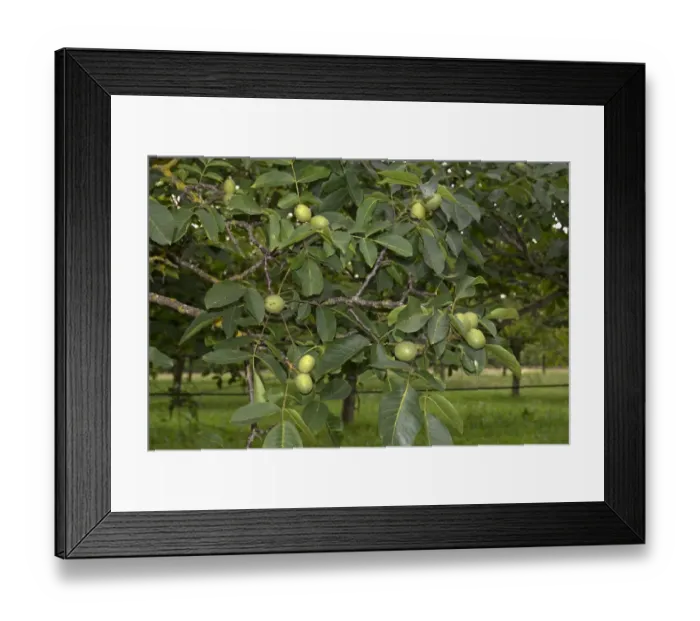 Framed Print : Walnuts in fruit on trees, Sainte-Foy-la-Grande, Gironde, France Framed Print : Walnuts in fruit on trees, Sainte-Foy-la-Grande, Gironde, France