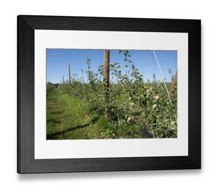 Framed Print : Fruiting ripe young cordon apples on the trees near Sainte-Foy-la-Grande, Gironde, France, August Framed Print : Fruiting ripe young cordon apples on the trees near Sainte-Foy-la-Grande, Gironde, France, August