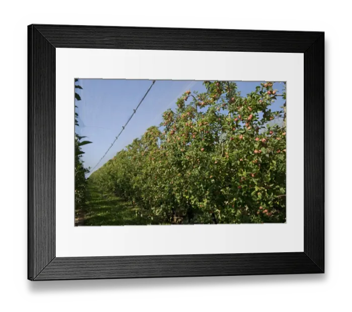 Framed Print : Heavily fruiting ripe cordon apples on the trees under shade netting near Sainte-Foy-la-Grande, Gironde, France, August Framed Print : Heavily fruiting ripe cordon apples on the trees under shade netting near Sainte-Foy-la-Grande, Gironde, France, August
