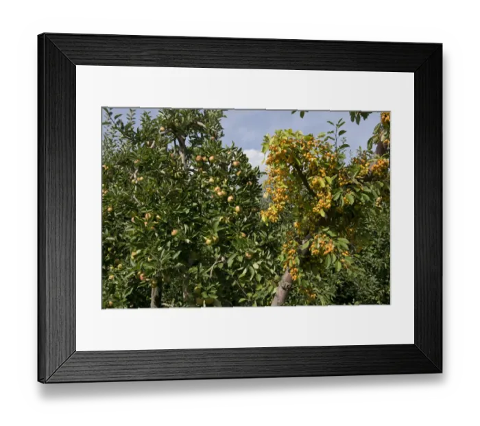 Framed Print : Crab apple pollinator in fruit at the end of heavily fruiting ripe cordon apples on the trees near Framed Print : Crab apple pollinator in fruit at the end of heavily fruiting ripe cordon apples on the trees near