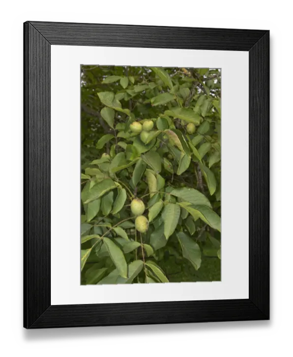 Framed Print : Walnuts in fruit on trees, Sainte-Foy-la-Grande, Gironde, France Framed Print : Walnuts in fruit on trees, Sainte-Foy-la-Grande, Gironde, France
