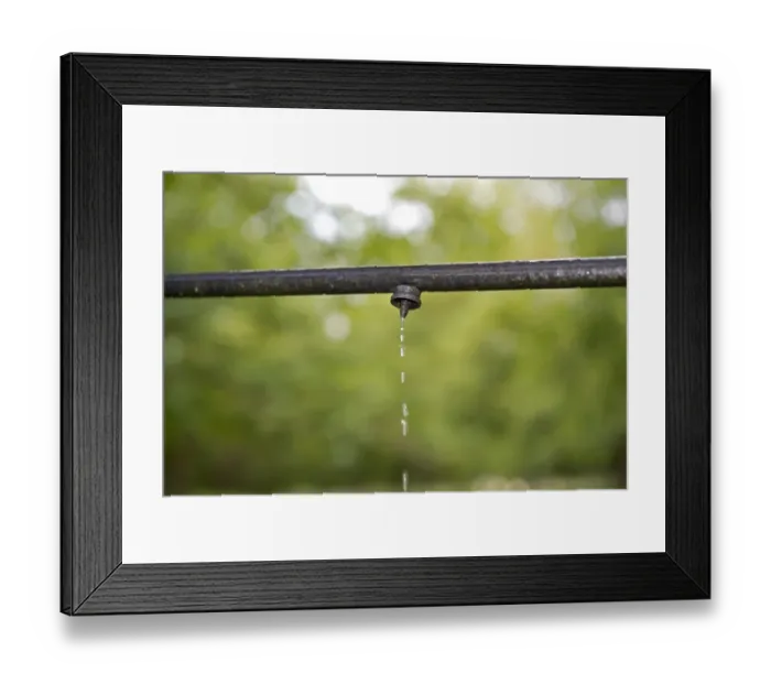 Framed Print : Irrigation and fertigation to walnut trees in a walnut orchard at Sainte-Foy-la-Grande, France, August Framed Print : Irrigation and fertigation to walnut trees in a walnut orchard at Sainte-Foy-la-Grande, France, August