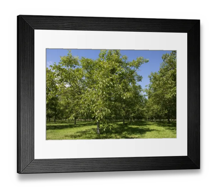 Framed Print : Walnut groves with mature fruit near Sainte-Foy-la-Grande, Gironde, France, August