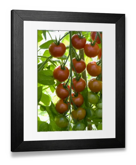 Framed Print : Ripening truss of greenhouse grown gardeners Delight Cherry tomatoes