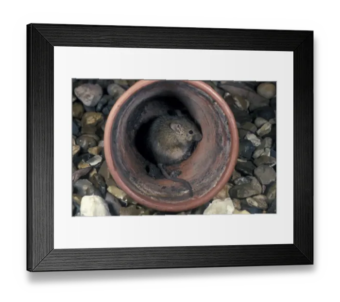 Framed Print : House Mouse in garden pot Framed Print : House Mouse in garden pot