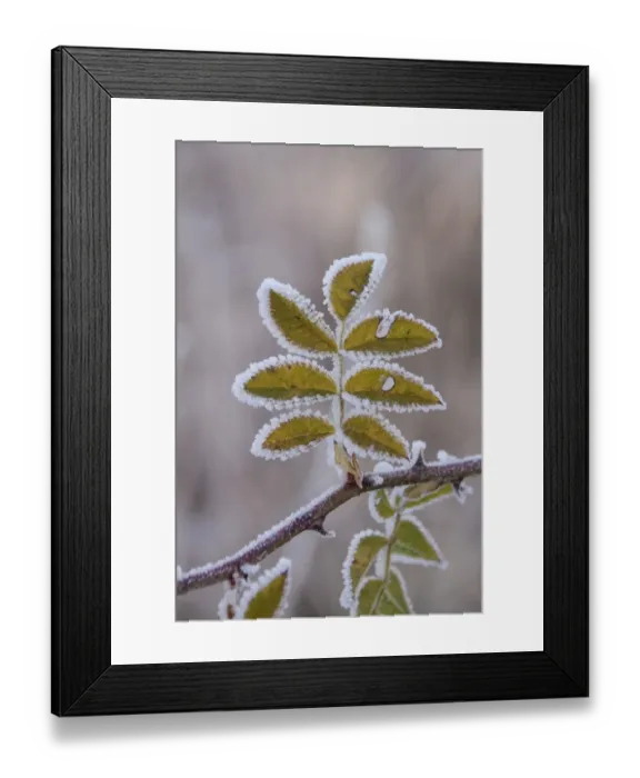 Framed Print : Hoar frost on Dog Rose leaves Framed Print : Hoar frost on Dog Rose leaves