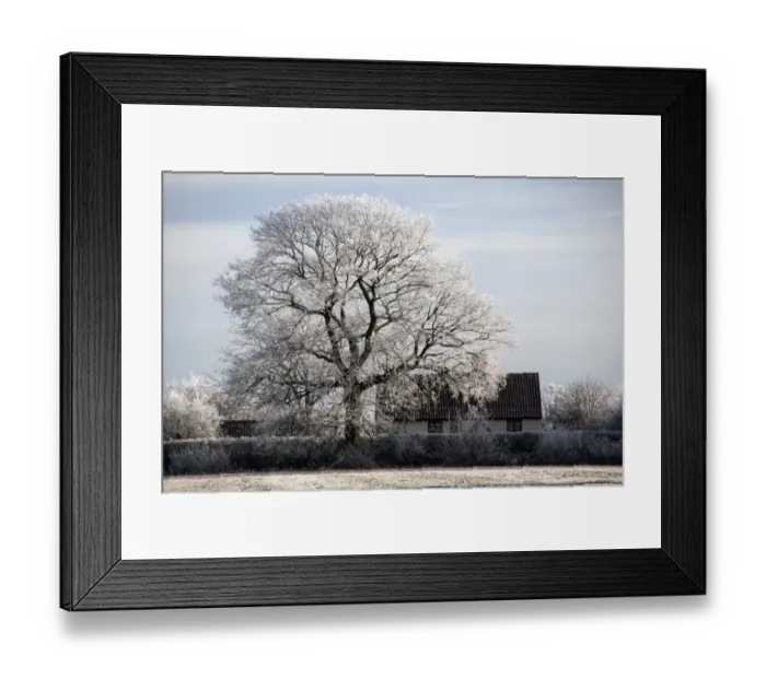 Framed Print : English country cottage and Oak tree covered in hoar frost Framed Print : English country cottage and Oak tree covered in hoar frost