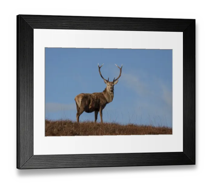 Framed Print : Red Deer stag standing on hillside on the Isle of Jura Framed Print : Red Deer stag standing on hillside on the Isle of Jura