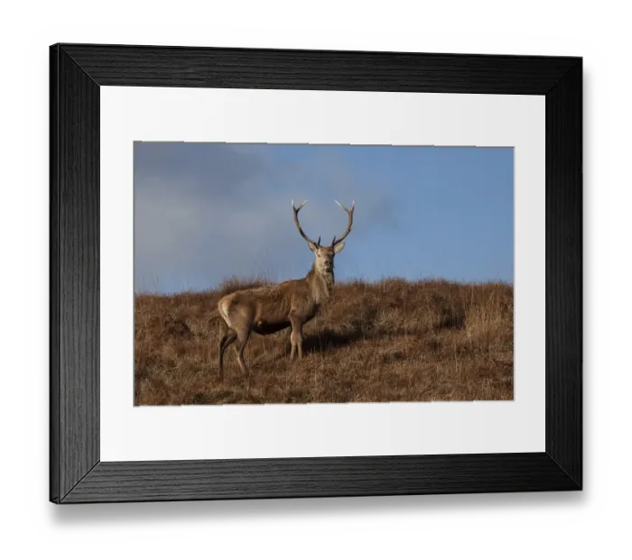 Framed Print : Red Deer stag on the Isle of Jura