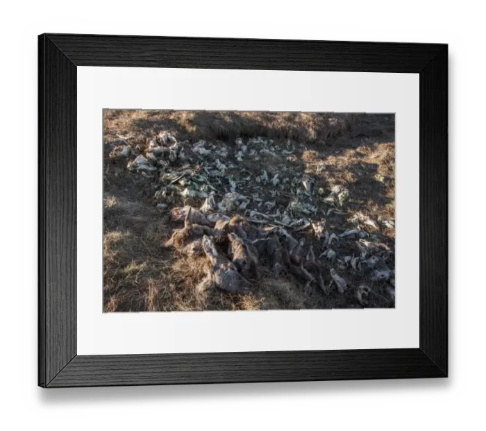 Framed Print : A dump for red deer remains, mainly heads which are removed after the animal has been shot Framed Print : A dump for red deer remains, mainly heads which are removed after the animal has been shot