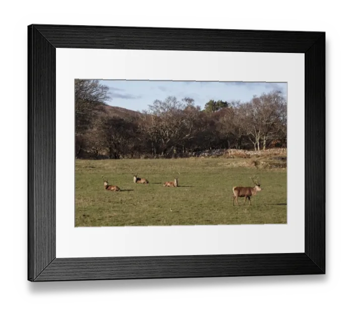 Framed Print : Group of Red Deer stags at Ardlussa on the Isle of Jura - Scotland Framed Print : Group of Red Deer stags at Ardlussa on the Isle of Jura - Scotland