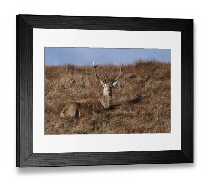 Framed Print : Red Deer stag resting on the Isle of Jura