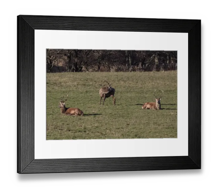 Framed Print : Group of Red Deer stags at Ardlussa on the Isle of Jura - Scotland Framed Print : Group of Red Deer stags at Ardlussa on the Isle of Jura - Scotland