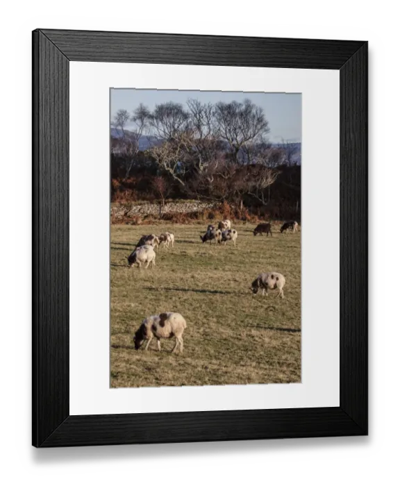 Framed Print : The Jacob sheep is a rare breed of small, piebald multi-horned sheep -Taken on isle of Jura Framed Print : The Jacob sheep is a rare breed of small, piebald multi-horned sheep -Taken on isle of Jura