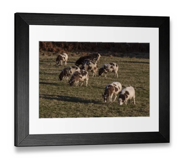 Framed Print : The Jacob sheep is a rare breed of small, piebald multi-horned sheep -Taken on isle of Jura Framed Print : The Jacob sheep is a rare breed of small, piebald multi-horned sheep -Taken on isle of Jura