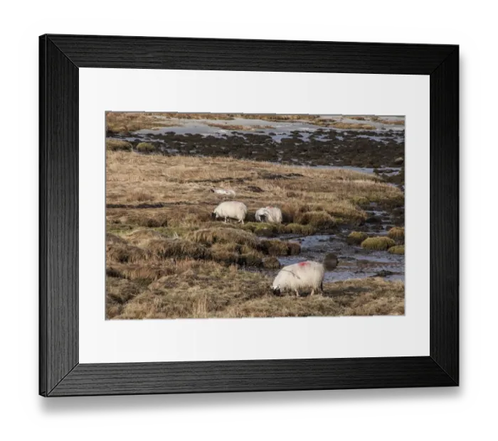 Framed Print : Scottish blackface sheep feeding on the sea shore, Isle of Jura Scotland Framed Print : Scottish blackface sheep feeding on the sea shore, Isle of Jura Scotland