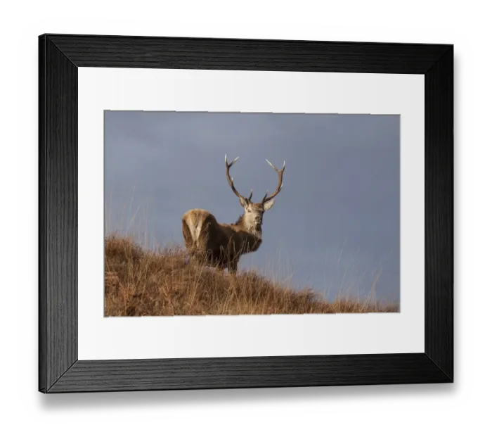 Framed Print : Red Deer stag standing on hillside on the Isle of Jura Framed Print : Red Deer stag standing on hillside on the Isle of Jura