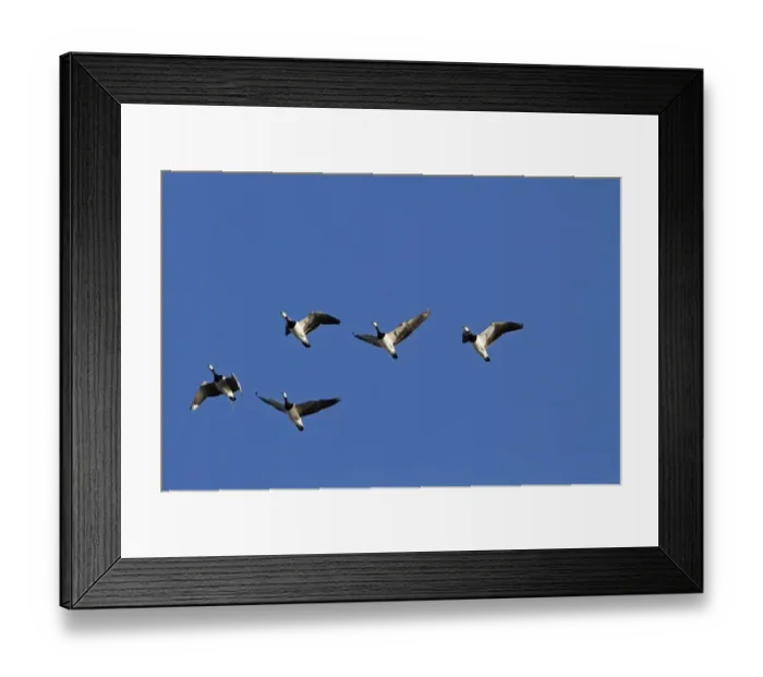 Framed Print : Flying Barnacle Geese on Islay Scotland Framed Print : Flying Barnacle Geese on Islay Scotland