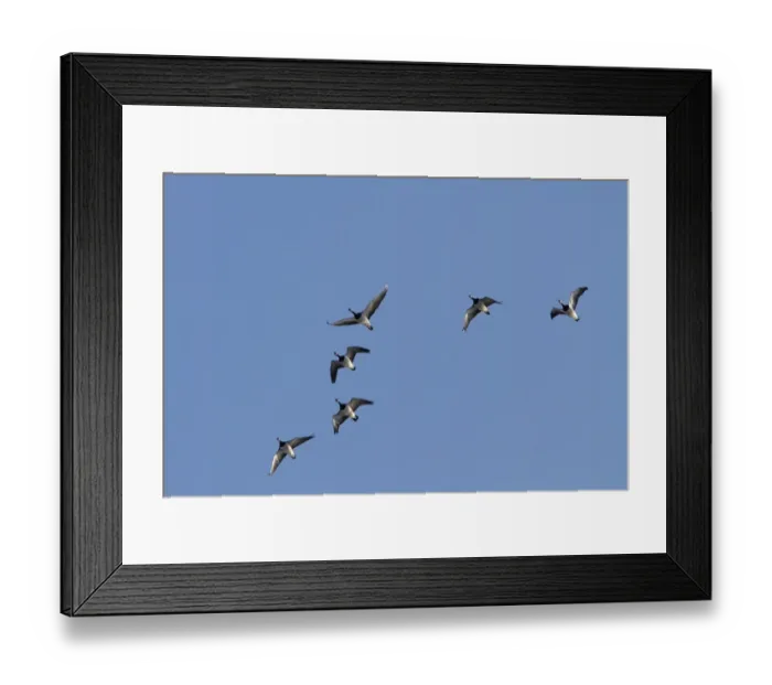 Framed Print : Eurasian Sparrowhawk (Accipiter nisus) juvenile, in flight, Norfolk, England, November