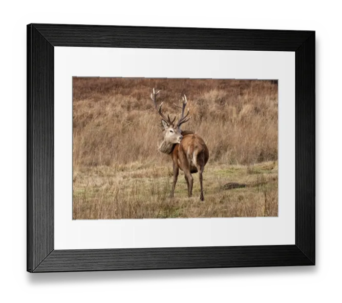 Framed Print : A 12 point Red Deer stag grooming and showing rump pattern - Isle of Jura Scotland Framed Print : A 12 point Red Deer stag grooming and showing rump pattern - Isle of Jura Scotland