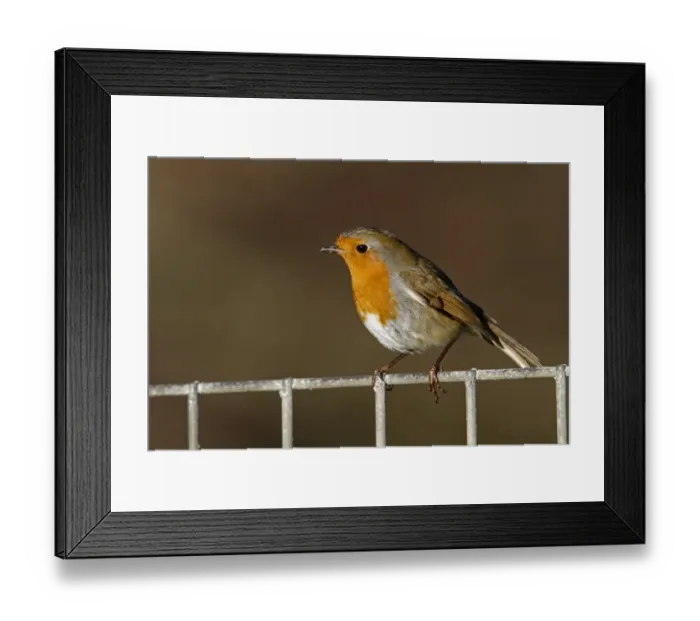 Framed Print : European Robin on metal fence Framed Print : European Robin on metal fence
