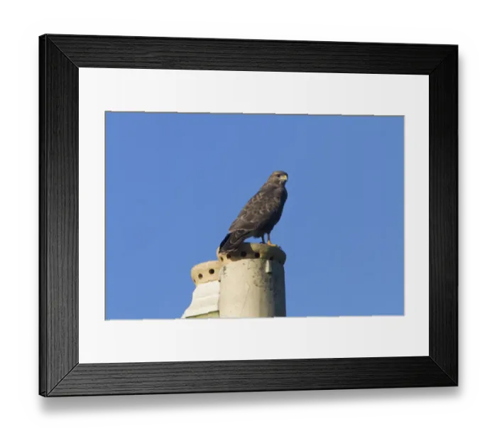 Framed Print : Common Buzzard on chimney pot Framed Print : Common Buzzard on chimney pot