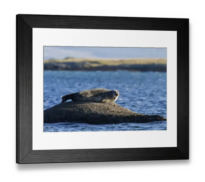 Framed Print : Common Seal resting on rock, isle of Jura, Scotland Framed Print : Common Seal resting on rock, isle of Jura, Scotland