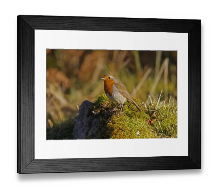 Framed Print : European Robin on moss