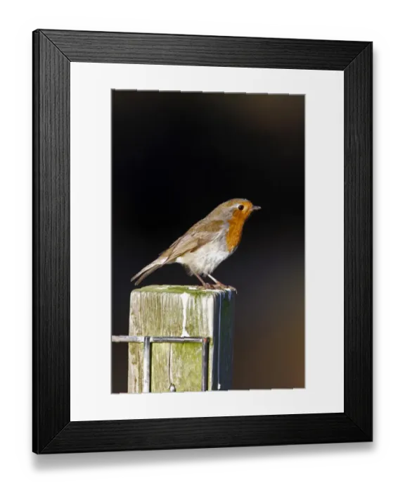 Framed Print : European Robin on fence post Framed Print : European Robin on fence post