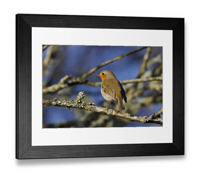 Framed Print : European Robin on tree branch Framed Print : European Robin on tree branch