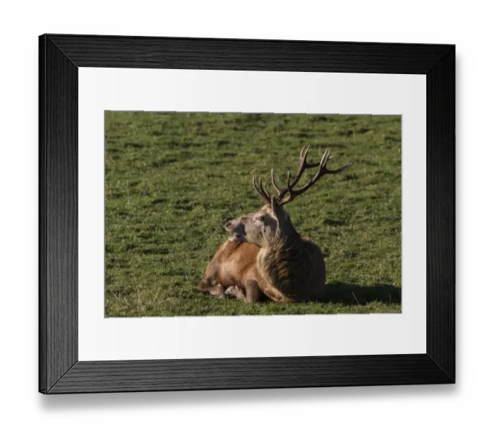 Framed Print : A 10 point Red Deer stag resting - Isle of Jura Scotland Framed Print : A 10 point Red Deer stag resting - Isle of Jura Scotland