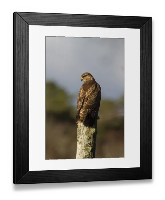 Framed Print : Common Buzzard on post Framed Print : Common Buzzard on post