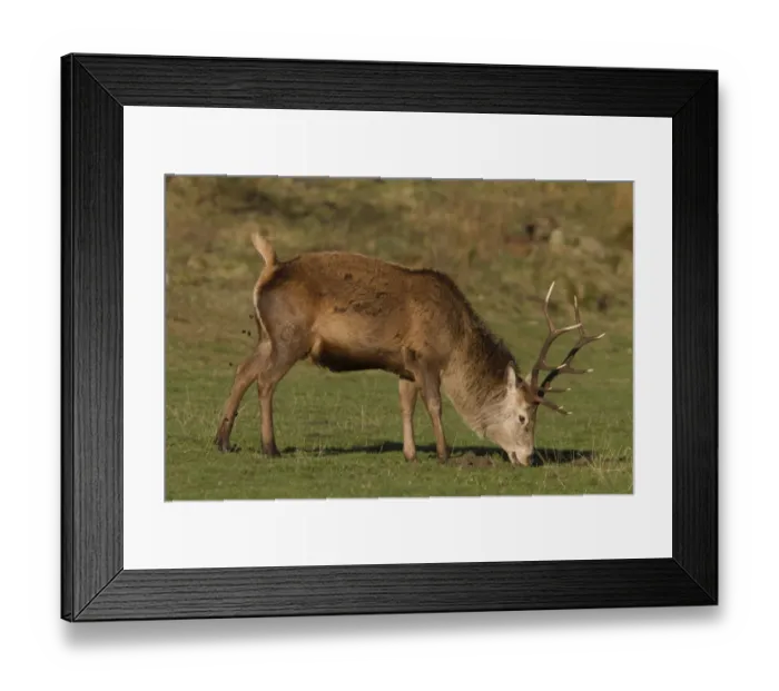 Framed Print : A 10 point Red Deer stag grazing and defecating- Isle of Jura Scotland