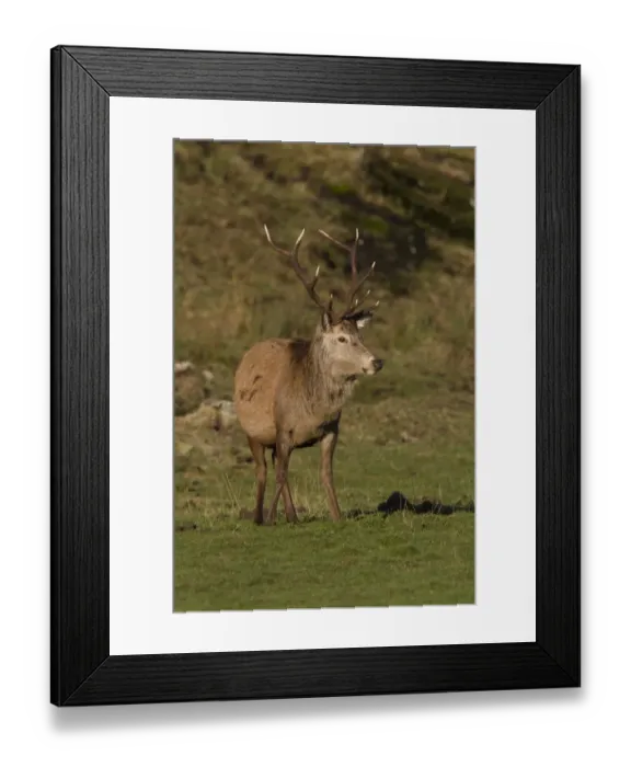 Framed Print : A 10 point Red Deer stag grazing - Isle of Jura Scotland Framed Print : A 10 point Red Deer stag grazing - Isle of Jura Scotland