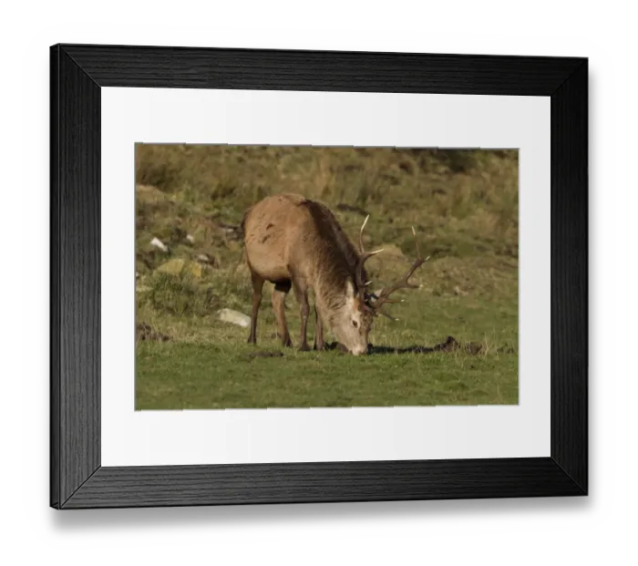 Framed Print : A 10 point Red Deer stag grazing - Isle of Jura Scotland Framed Print : A 10 point Red Deer stag grazing - Isle of Jura Scotland