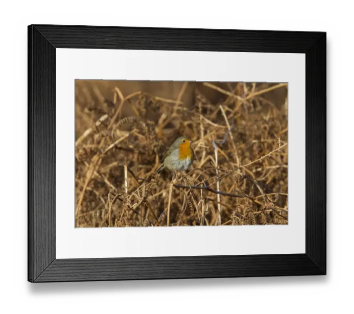Framed Print : European Robin on autumn, bracken Framed Print : European Robin on autumn, bracken