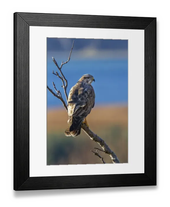 Framed Print : Common Buzzard perched in tree Framed Print : Common Buzzard perched in tree