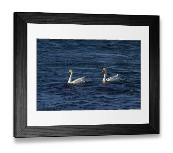 Framed Print : Two Mute Swans swimming on the sea Framed Print : Two Mute Swans swimming on the sea