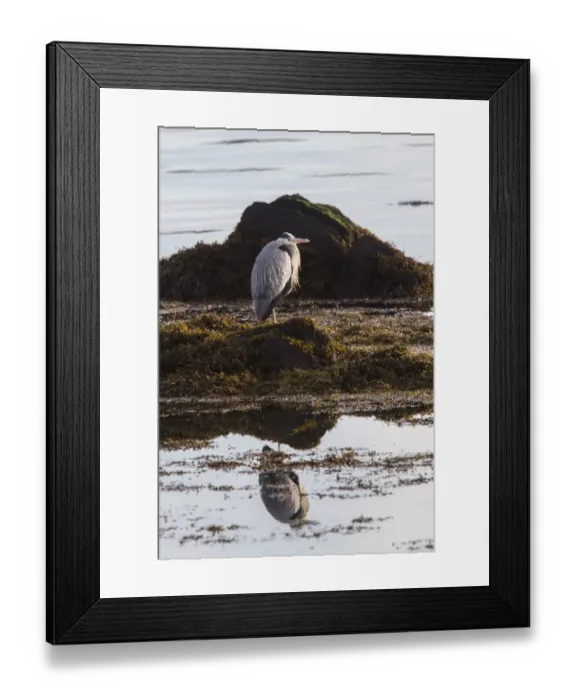 Framed Print : Grey Heron standing on sea weed Framed Print : Grey Heron standing on sea weed