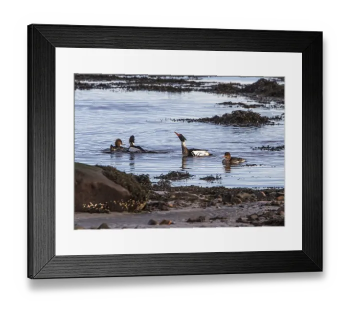 Framed Print : Group of Red Breasted Mergansers male and females swimming by sea shore Framed Print : Group of Red Breasted Mergansers male and females swimming by sea shore