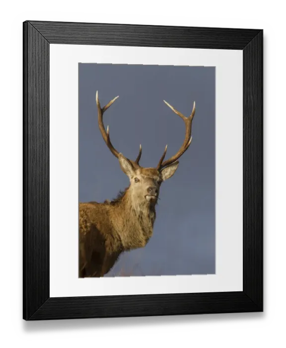 Framed Print : Red Deer stag standing on hillside on the Isle of Jura Framed Print : Red Deer stag standing on hillside on the Isle of Jura