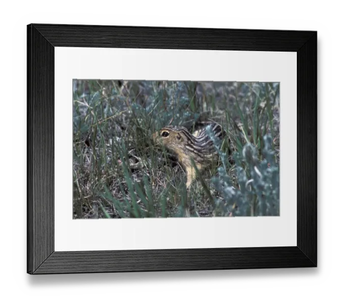 Framed Print : Thirteen-lined ground squirrel (Ictidomys tridecemlineatus) also known as striped gopher Framed Print : Thirteen-lined ground squirrel (Ictidomys tridecemlineatus) also known as striped gopher