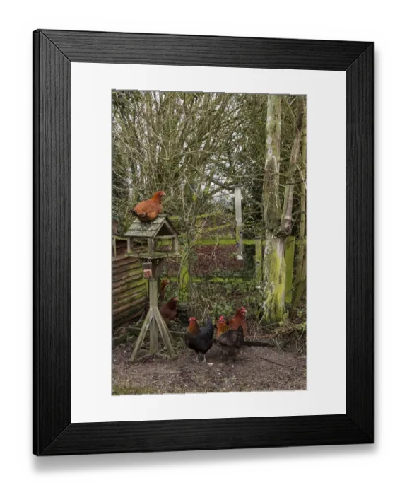Framed Print : Rhode Island Red cross chickens by garden bird (feeder) Framed Print : Rhode Island Red cross chickens by garden bird (feeder)