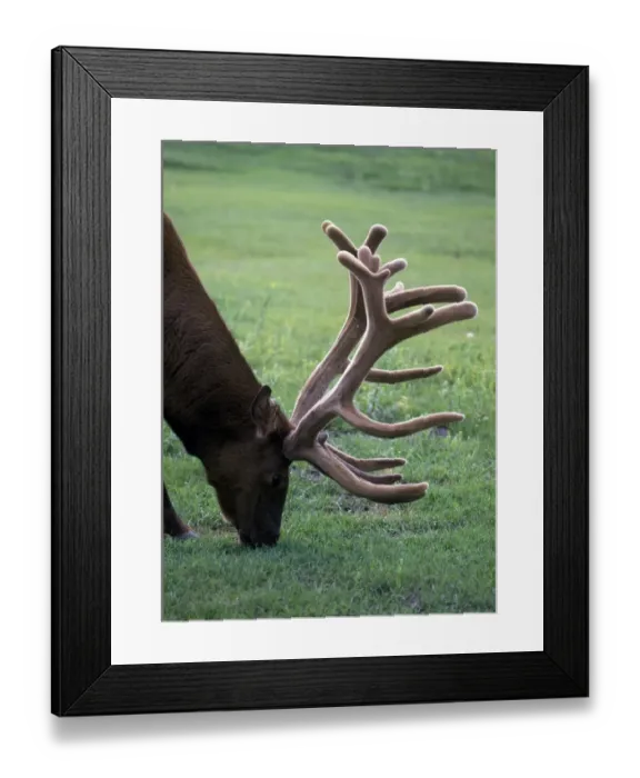 Framed Print : Elk male with velvet antlers