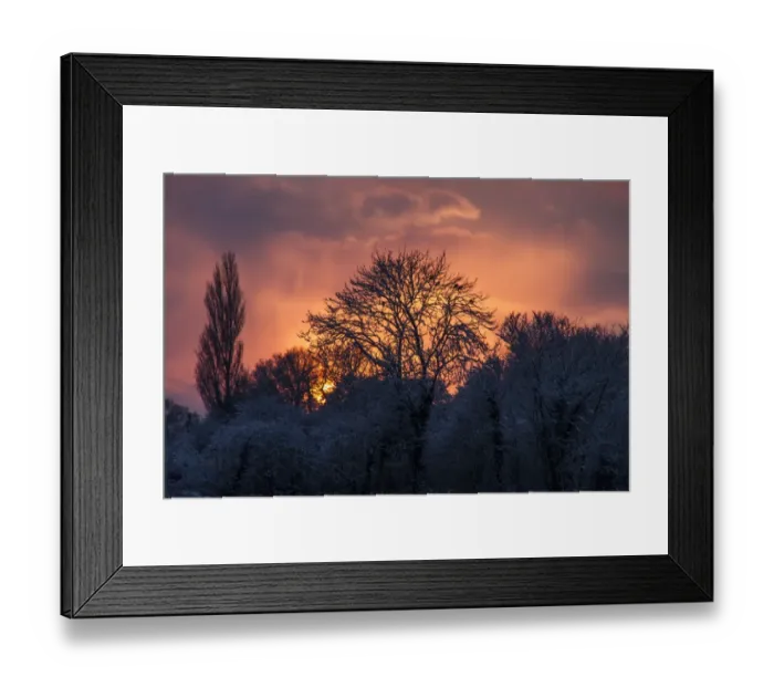 Framed Print : Wood pigeons roost on snow covered trees as the winter sun sets Framed Print : Wood pigeons roost on snow covered trees as the winter sun sets