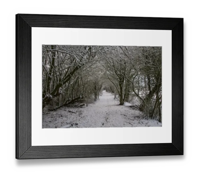 Framed Print : Woodland footpath in winter Framed Print : Woodland footpath in winter