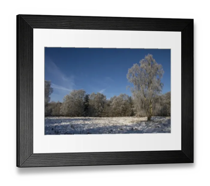 Framed Print : Knettishall Heath is one of Suffolks largest surviving areas of Breckland heath now managed by the Suffolk Wildlife Framed Print : Knettishall Heath is one of Suffolks largest surviving areas of Breckland heath now managed by the Suffolk Wildlife