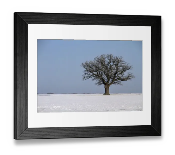 Framed Print : Solitary English oak tree in winter farmland landscape. This large field is in the Brecklands on the Suffolk Framed Print : Solitary English oak tree in winter farmland landscape. This large field is in the Brecklands on the Suffolk
